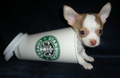  : Starbucks   